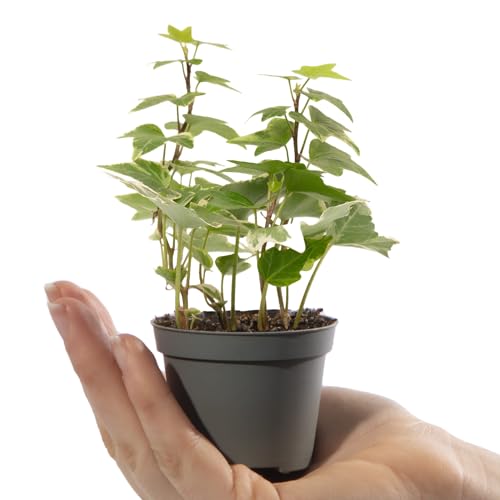Baby English Ivy - Hedera Helix Variegata - Small Indoor Plant - House Plants for Home and Office - Grow Your Own Baby Plants - Indoor Plant in 6cm Pot
