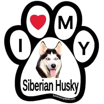 bernese mountain dog mastiff