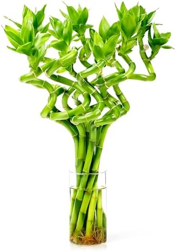 Fresh Lucky Bamboo 10 Stalks 8 Inch Spir...
