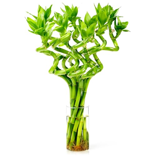Fresh Lucky Bamboo 10 Stalks 8 Inch Spiral Style Live