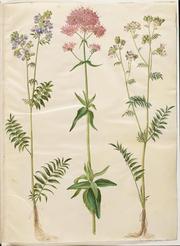 Cuadro en lienzo de la pintura al óleo Polemonium caeruleum en formato de 60x90cm