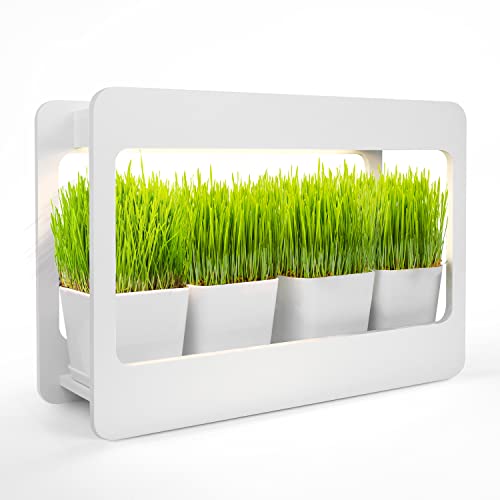 4 Reasons Why Cilantro Leaves Turning Yellow Companion Planting