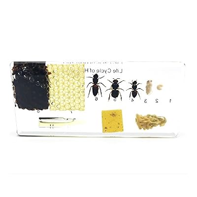 Lifecycle of a Honey Bee Science Classroom Specimens for Science Education