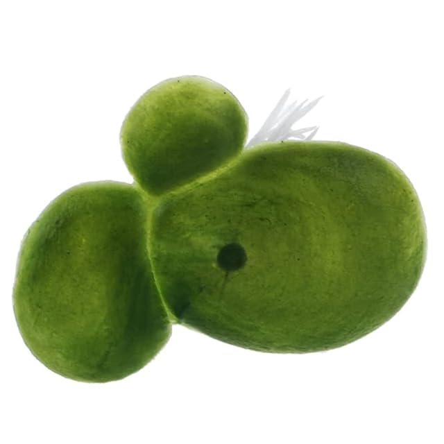 Foto 2 de 8 de UNTERING Paquete de 18 lentejas de agua flotantes artificiales con adornos verdes para peceras