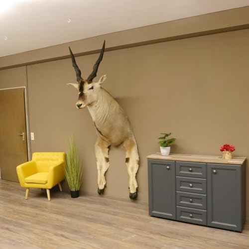 GTK - Geweihe & Trophäen KRUMHOLZ Riesengroßer Eland BULLE Kopfpräparat mit Füße