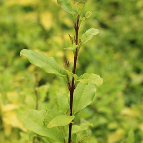 2 x Ligustrum Ovalifolium 'Lemon And Lime'- Trone de Californie 'Lemon Lime'  25-30 cm en conteneur : Amazon.fr: Jardin