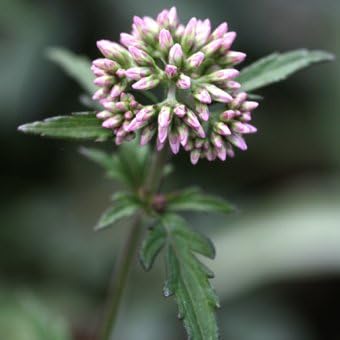 Amazon Co Jp 菊葉フジバカマ Diy 工具 ガーデン