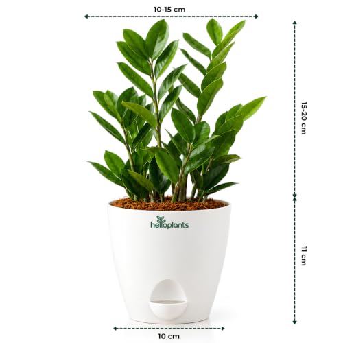 Image of Zamia Green ZZ Plant Zamioculcas Zamiifolia Indoor Live Plant Air-Purifying Decor for Office and Home in a 4-Inch Self-Watering Matte White Pot
