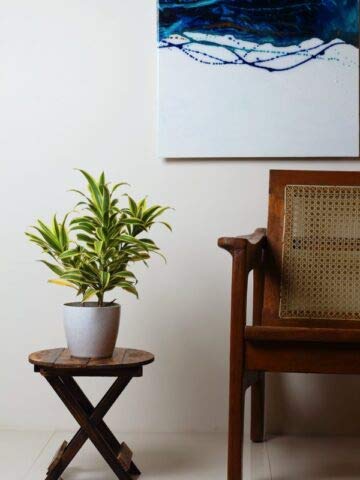 See full amazon price history chart for The Plant Store | Song of India Live Plant | Dracaena reflexa | Indoor Foliage Plant The Plant Store | Song of India Live Plant | Dracaena reflexa | Indoor Foliage Plant (B08Q8K92WZ) Amazon Price History, Amazon Price Tracker