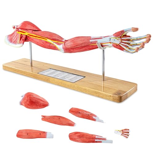 EVOTECH SCIENTIFIC Human Anatomical Muscular Arm Model, 7 Part 2/3 Life Size Numbered Muscular Upper Limb Shoulder Hand Model with Removable Muscles for Medical Study Teaching Includes Stand Poster
