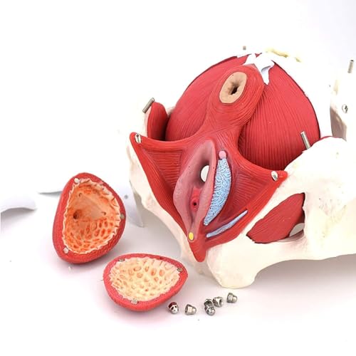 Modelo anatómico de pelvis femenina con órganos extraíbles, herramienta educativa de tamaño real para medicina y enseñanza