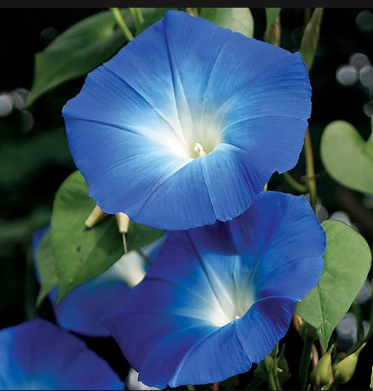 Vinca Art Heavenly Blue Morning Glory Ipomoea Seeds - Big Size