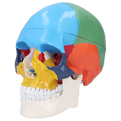 Life Size Skull Model, 3 Part Colored Detachable Human Skull Anatomical Model 1:1 Human Head Skull Model with Color Chart for Teaching and Learning