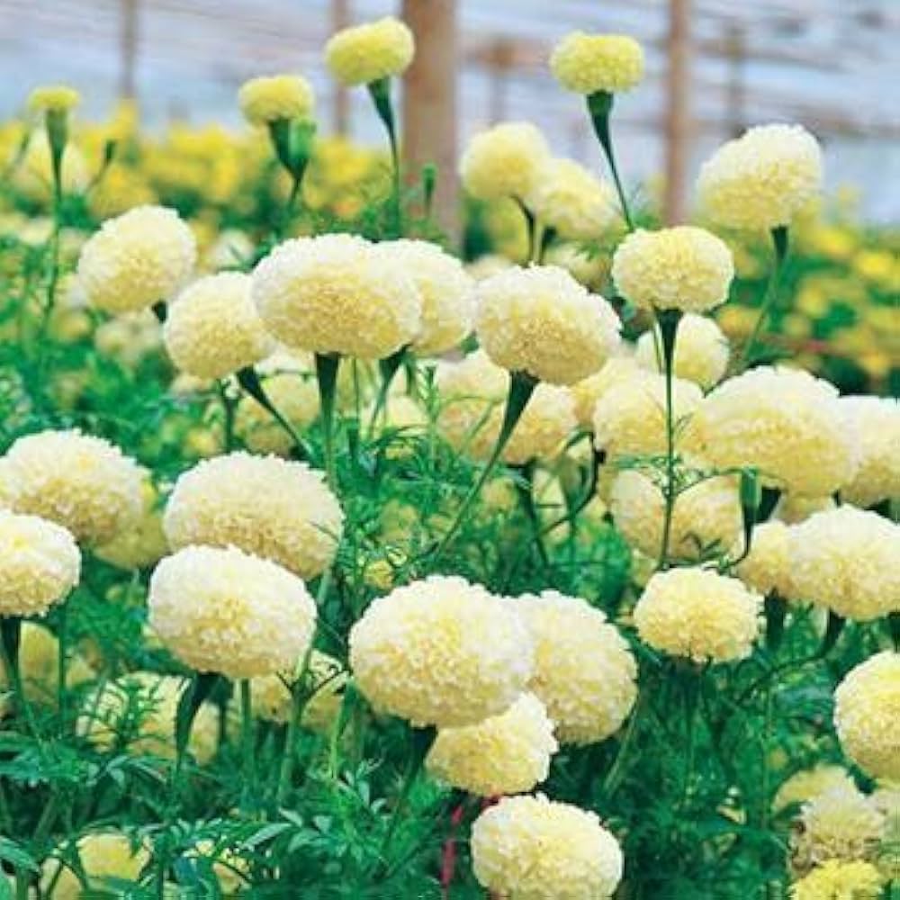 マリーゴールドの花種、業務用１００ｇ＋選べる粗品をプレゼント。 マリーゴールドの花種、業務用100g＋選べる粗品をプレゼント。