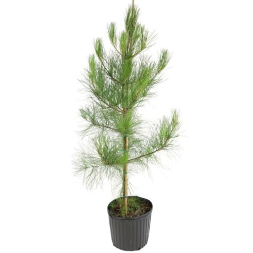 Two Loblolly Pine Tree Plants (2X) Starter Plant About 10 to 15 Tall in 1/2 Gallon mesh Bags.