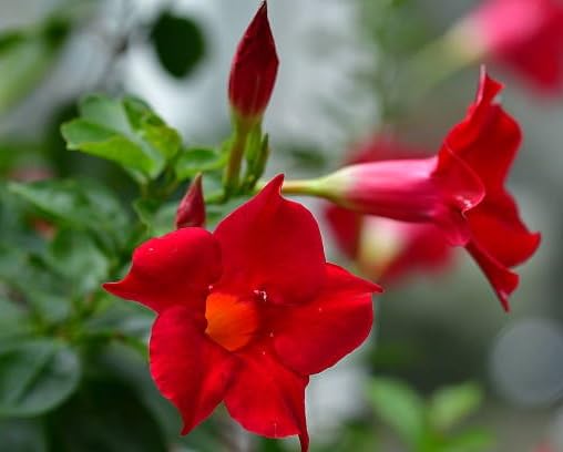 100 Stück rote Mandevilla-Blumensamen