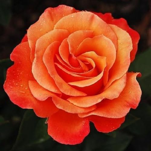 Episodio 92 - Estrellitas de dulzura