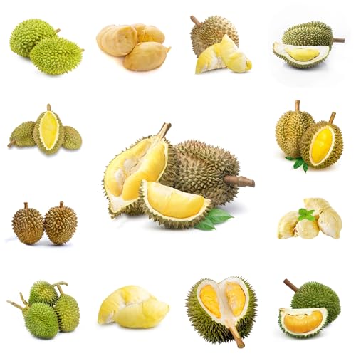 Comprar semillas frescas de fruta durian semillas de árboles, plantas para lugares soleados fruta durian semillas de frutas árboles de jardín resistentes árbol frutal, bonsái de 12pcs