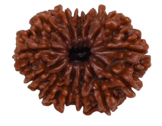 BluDiamond 13 Mukhi Rudraksha Original Certified Pure तेरह मुखी रुद्राक्ष Brown Nepal Bead for Men & Women Terah Mukhii 13 मुखी रुद्राक्ष नेपाली 13 Face Thirteen Mukhe Rudraksh 13 Faced Rudraksa Pendent-image-14