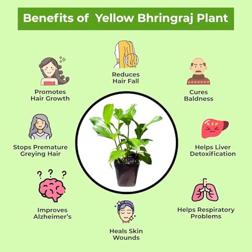 Image of Bhringraj Live Plant with Pot | Ayurvedic Medicinal Herb Plant for Hair Care | Eclipta Alba Herbal Plant for Home Garden Balcony Terrace & Kitchen Garden | Pack of 1