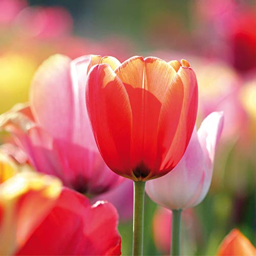 1art1 Fleurs Poster Tulipes Rouges Et Roses dans Un Champ Affiche Reproduction 100x100 cm