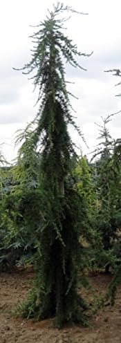 Miles High Deodar Cedar 1 - Year Live Plant