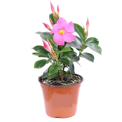 dipladenia rosa e fucsia | mandevilla pianta rampicante fiorita da esterno | fioritura lunga e abituale | ideale per balconi, terrazzi, grigliati | facile da coltivare
