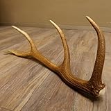 abwurfstangen schweiz GTK Geweihe & Trophäen Krumholz ist seit über 30 Jahren Ihr Ansprechpartner für Jagdtrophäen, Zubehör und jagdliche Accessoires