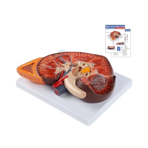 Modèle de rein描 humain qzzXoq organe urinaire didactique et coupe anatomique