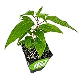 Prolific Hardy Kiwi Live Plant - Self-Fertile Actinidia Arguta Vine, Wellspring Gardens Starter Plant, Cold Tolerant, Smooth Grape-Sized Fruit, Pollinates Female Kiwi Vines, Ideal for Trellis