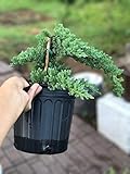 Samen mit hoher Keimrate FERRY Bio-Saatgut Nicht nur Pflanzen: Juniper Pre Bonsai