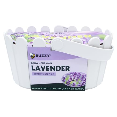 BUZZY Seeds Grow Your Own Lavender Basket – Indoor Flower
