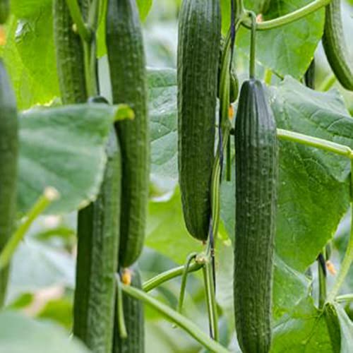 Vegetables Seeds For Planting Heirloom Non-Gmo Japanese Long Cucumber Seeds Easy To Grow Organic Nutritious Tender Sweet Cucumber Seeds 100 Pcs #TOP6
