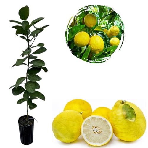 Ponderosa Lemon Tree Live For Planting
