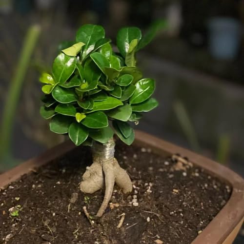 50 stuks ficus ginseng bonsaizaden, Echte bonsaiboom, cadeau voor tuinliefhebbers (Ficus microcarpa) bodembedekker, rotstuinplanten Bonsai, bodembedekkerzaden winterhard tuin, exotische - Afbeelding 4
