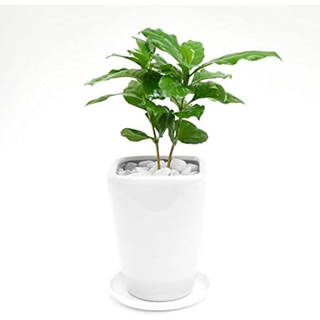 Amazon Co Jp プチプラお値打ち スタンダード麻シリーズ 選べるミニグリーン コーヒーの木 ホーム キッチン