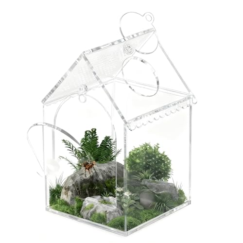 Terrarium araignée sauteuse anti-évasion - Boîte d'isolation - 2