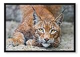 Pixxprint wachsamer Luchs, Poster im Bilderrahmen, Format: 