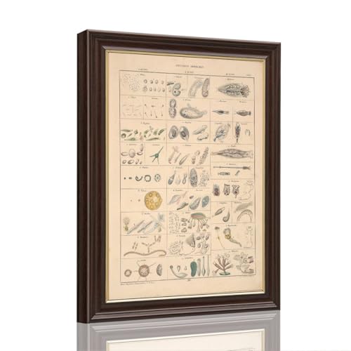 Vintage Framed Biological Microorganism Study Wall Art Canvas Print Oil Paintings Reproduction World Classics Retro Quirky Art Print Poster Painting Pictures Wall Decor Exquisite Home Decoration (Retro Framed,12"Lx18"W)