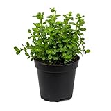 Bacopa Monnieri Live Aquarium Plant Potted...