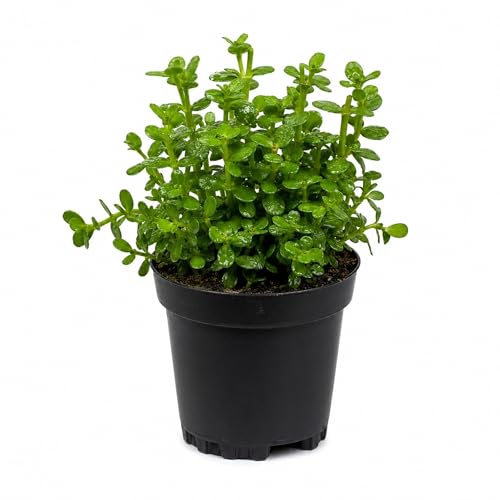 Bacopa Monnieri Live Aquarium Plant Potted...