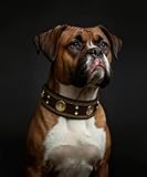 Hundehalsband Leder, 5 cm Breites Robustes Echtes Lederhalsband, Handgefertigt, Weich und Luxuriös, Auffällige Beste Wahl für Große und Mittelgroße Hunderassen, Gold-Braun M
