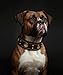 Hundehalsband Leder, 5 cm Breites Robustes Echtes Lederhalsband, Handgefertigt, Weich und Luxuriös, Auffällige Beste Wahl für Große und Mittelgroße Hunderassen, Gold-Braun M