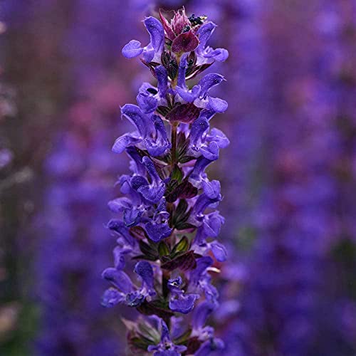 Salvia nemorosa Salvatore Deep Blue Pollinating Garden Plant Garden Plant Hardy Perennial Flowering Garden Plants Easy to Grow Your Own 6X Plug Plants by Thompson and Morgan
