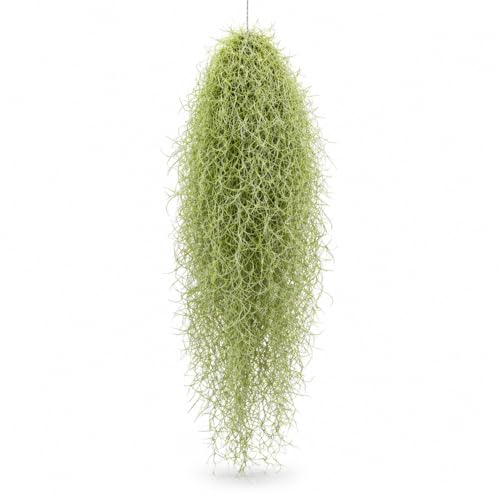 特大サイズのウスネオイデス スパニッシュモス 中葉 50～60cm エアプランツ エアープランツ チランジア tillandsia（Amazon）