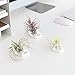 Dahey Air Plant Holder Cute Ceramic Mini Hand Shape Stand Airplants Tillandsia Small Container Pot Plant Decorative Home Decor for Desk Table Shelf,White,3 Packs