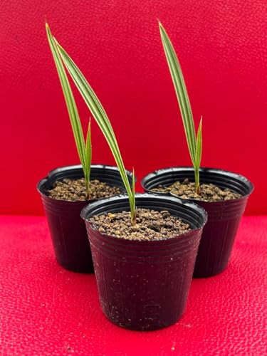 観葉植物 ワシントンヤシ」の人気商品一覧 | 安い商品を通販サイトから
