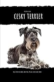 cesky terrier puppies for sale  Cesky Terrier: alles über Auswahl, Haltung, Pflege und vieles mehr...