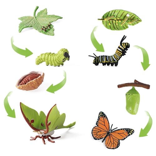 2 Set of 8 Pieces Caterpillar to Butterfly Kit, Grow Butterfly Kit, Butterfly Kit, Butterfly Growth Cycle Biological Model, Preschool Learning Teaching Toy, for Kids Teaching Tools Educational Toys