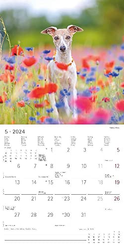 Hunde 2024 - Broschürenkalender 30x30 cm (30x60 geöffnet) - Kalender mit Platz für Notizen - Dogs - Bildkalender - Wandkalender - Hundekalender